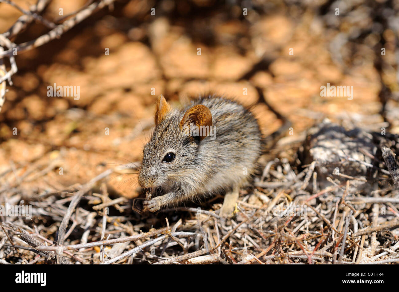 Quattro strisce di erba, mouse Rhabdomys pumilio, nell'habitat naturale, Goegap Riserva Naturale, Namaqualand, Sud Africa Foto Stock