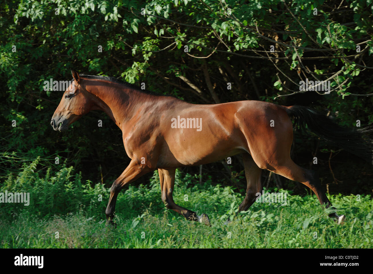 Esecuzione di cavallo di razza pura Foto Stock