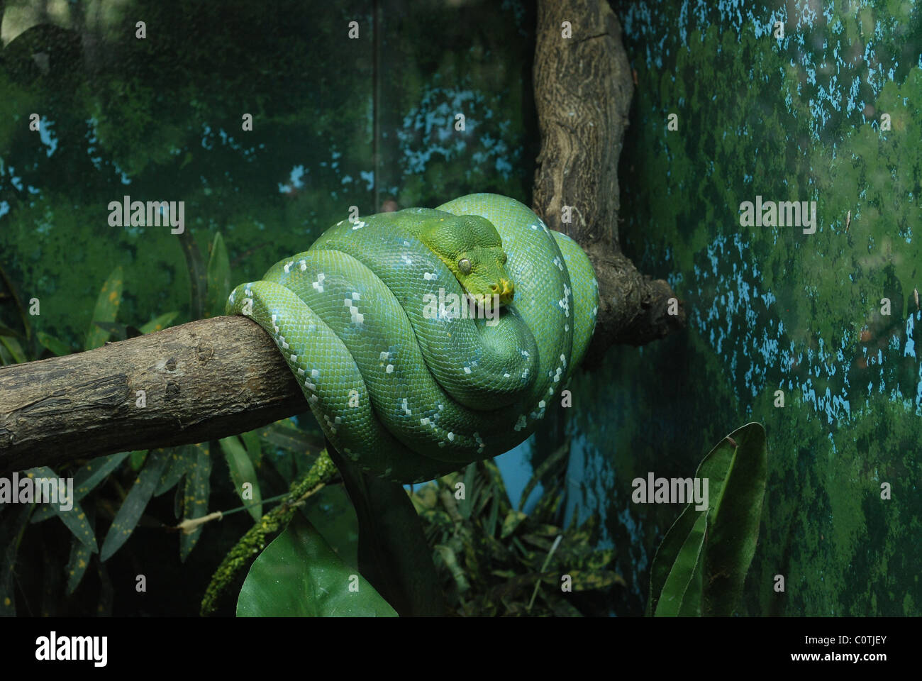 serpente verde Foto Stock