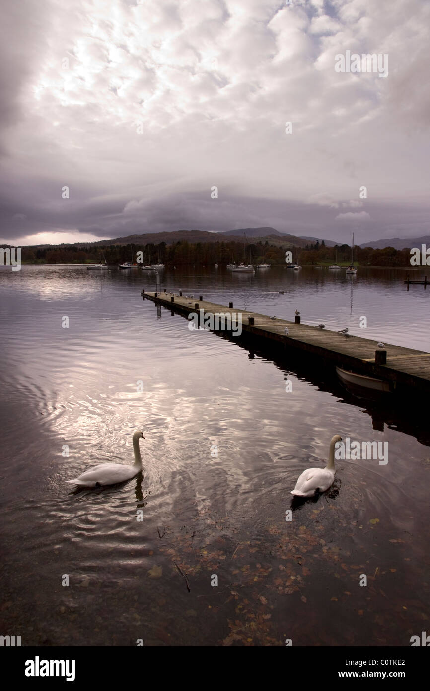 Cielo nuvoloso riflessioni, cigni e il molo sul Lago di Windermere, Ambleside, Lake District, Cumbria, England, Regno Unito Foto Stock