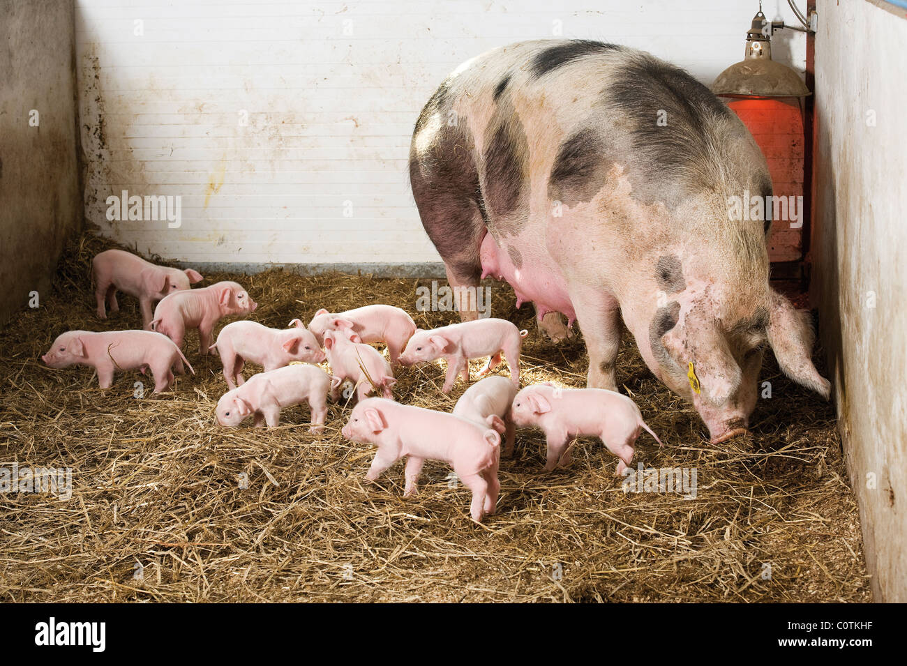 Gloucester Old Spot sow a croce e il suo suinetti Foto Stock