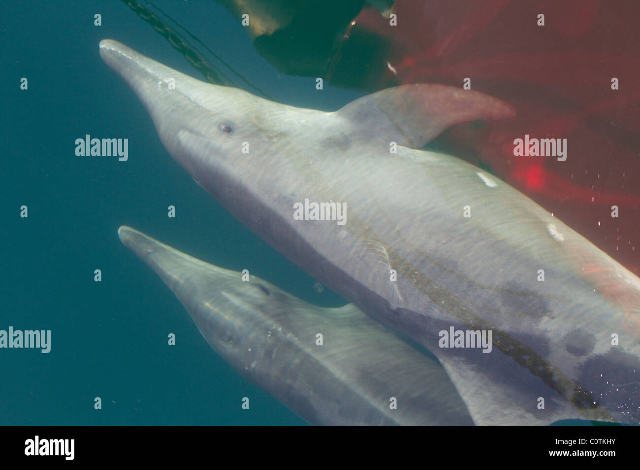 Twp ruvida delfini dentato di equitazione di prua sotto la barca in mare Foto Stock