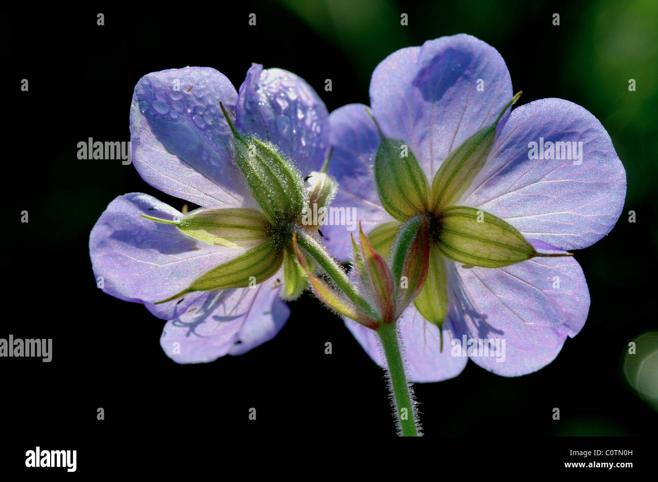 Fiore con una rugiada di mattina Foto Stock