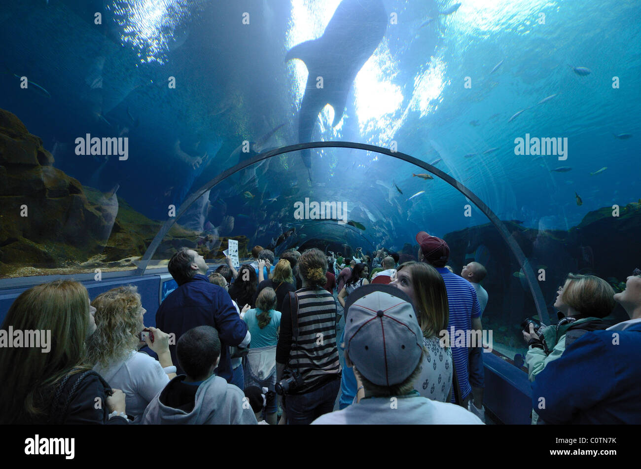 Il Georgia Aquarium, il più grande del mondo di acquario, in Atlanta, Georgia. Il 20 febbraio 2011. Foto Stock