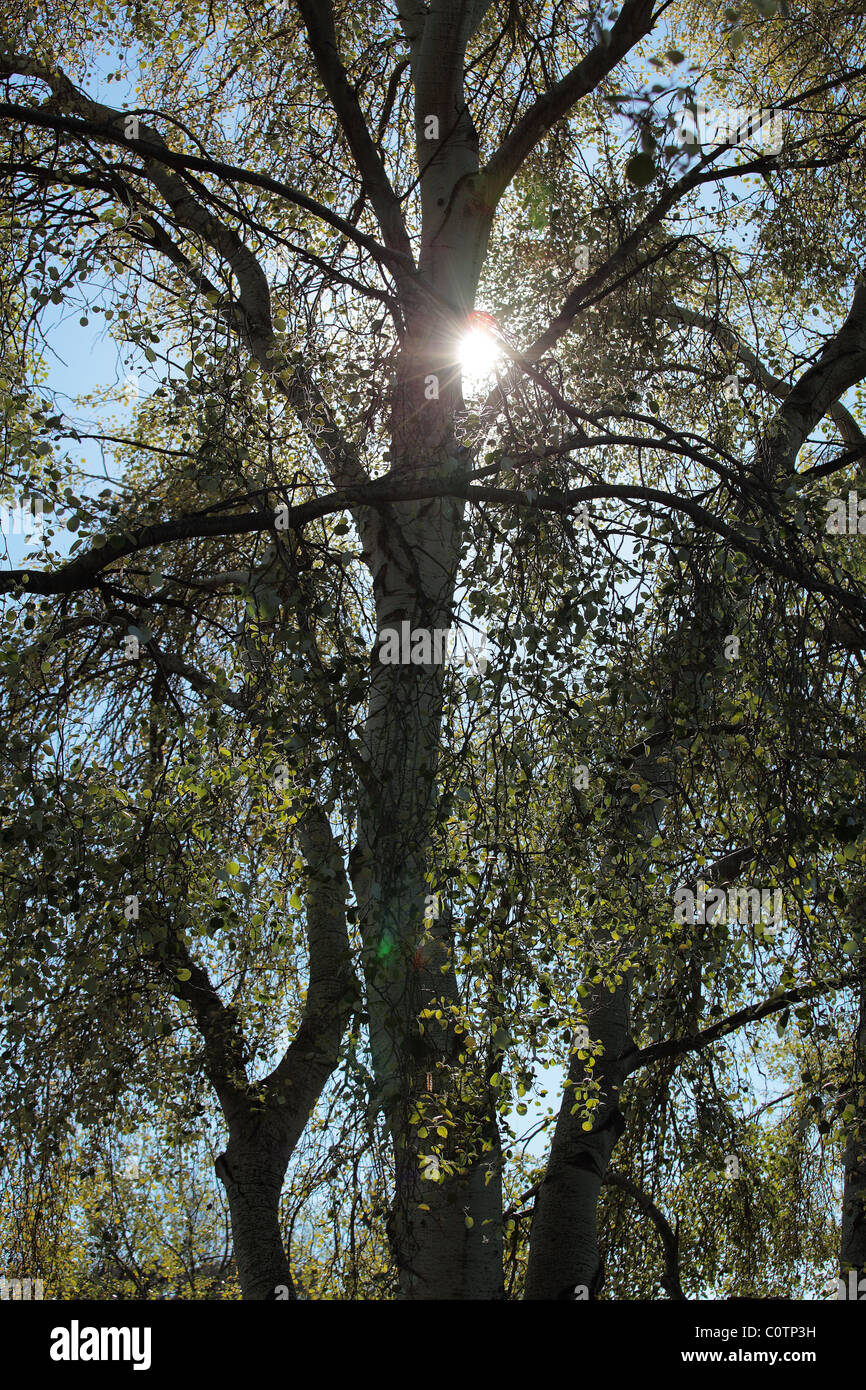 La luce del sole attraverso foglie d'argento betulla Foto Stock