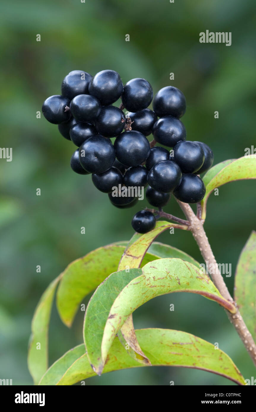 Comune di ligustro (Ligustrum vulgare), ramoscello con bacche mature. Foto Stock