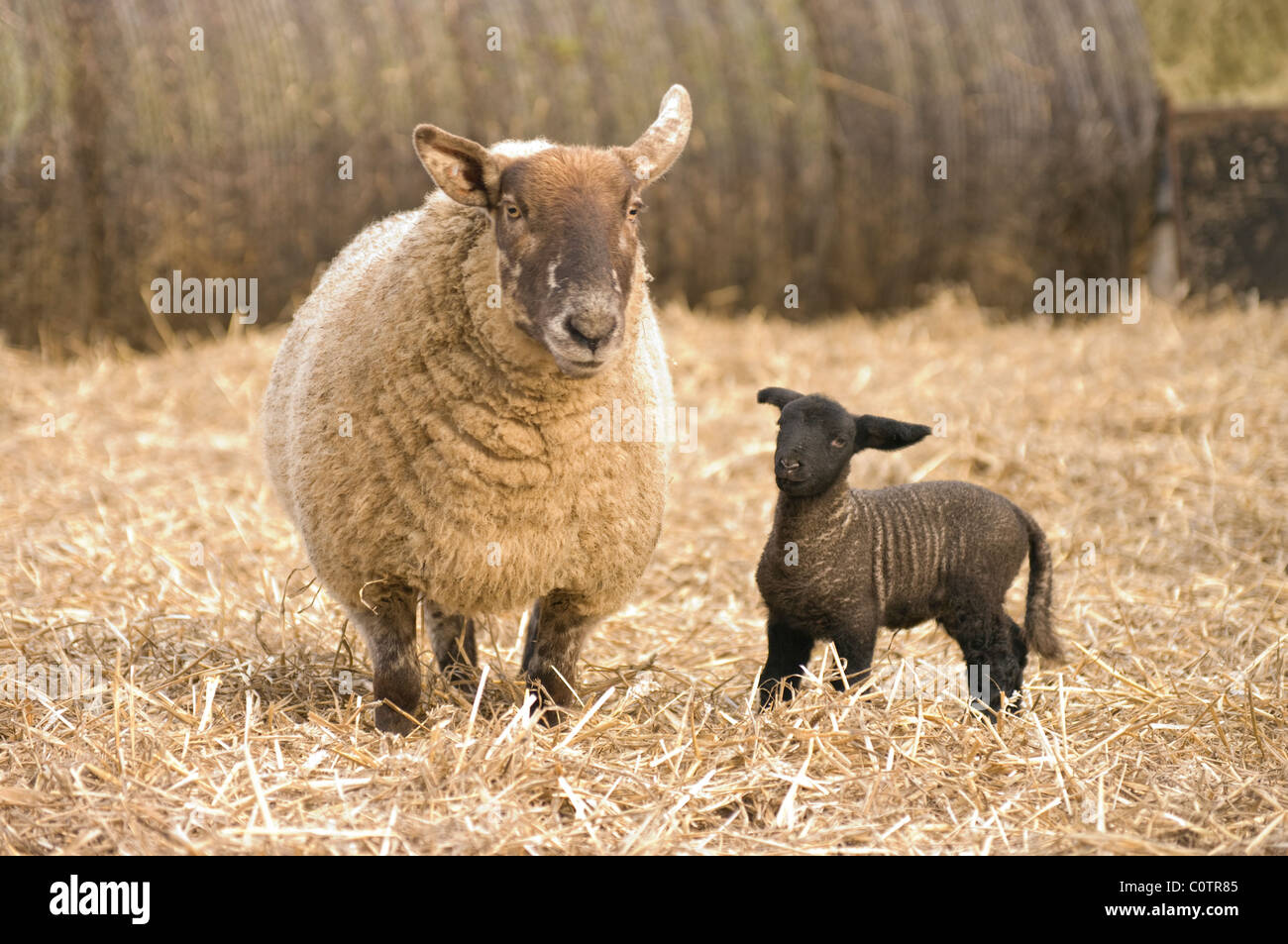 Pecora ed agnello Foto Stock