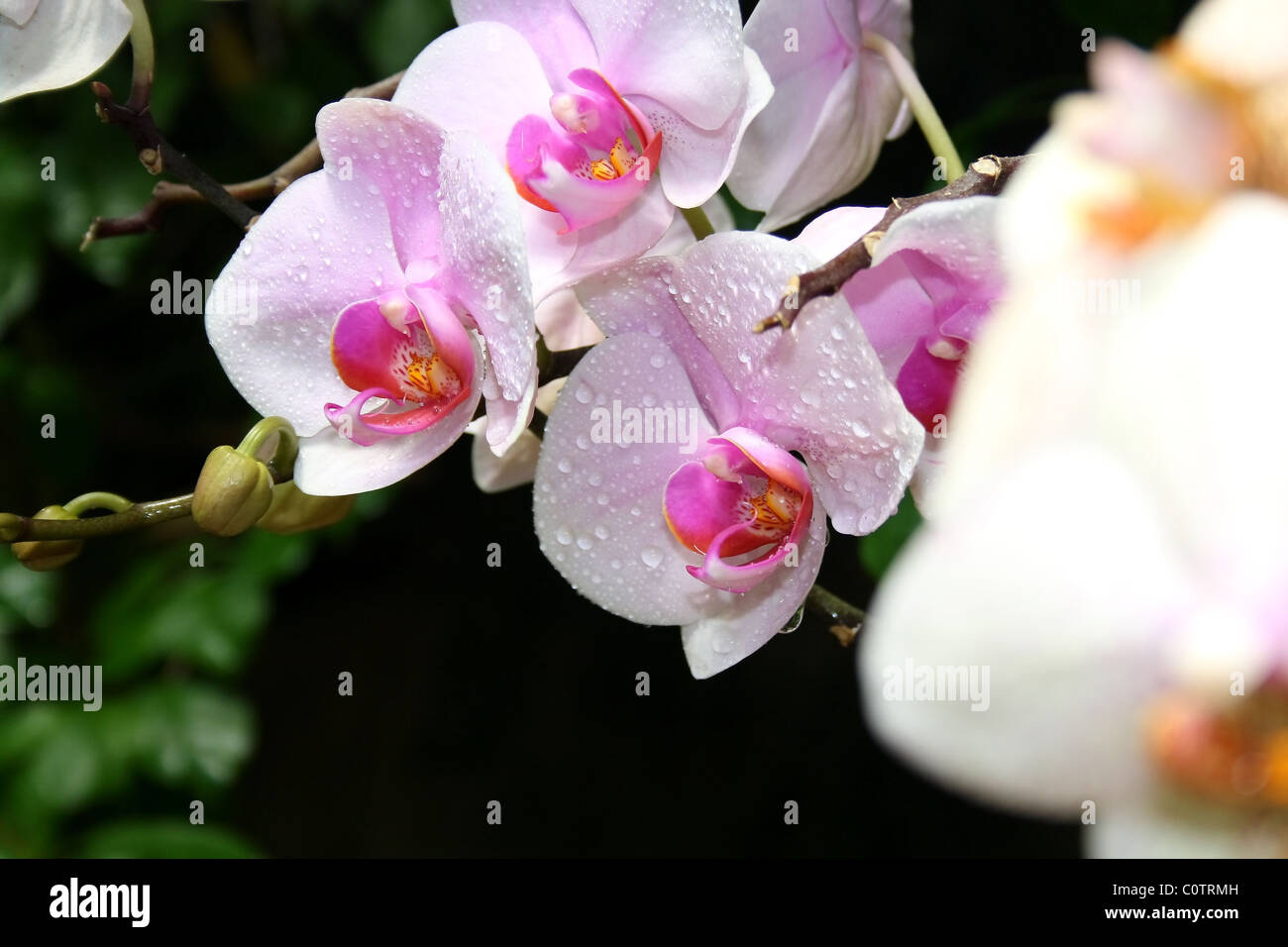 Flower, fiori, foglie verdi, erba, la natura, albero, il cielo, giallo, rosso, verde, viola, estate, umore, rugiada, bellezza Foto Stock