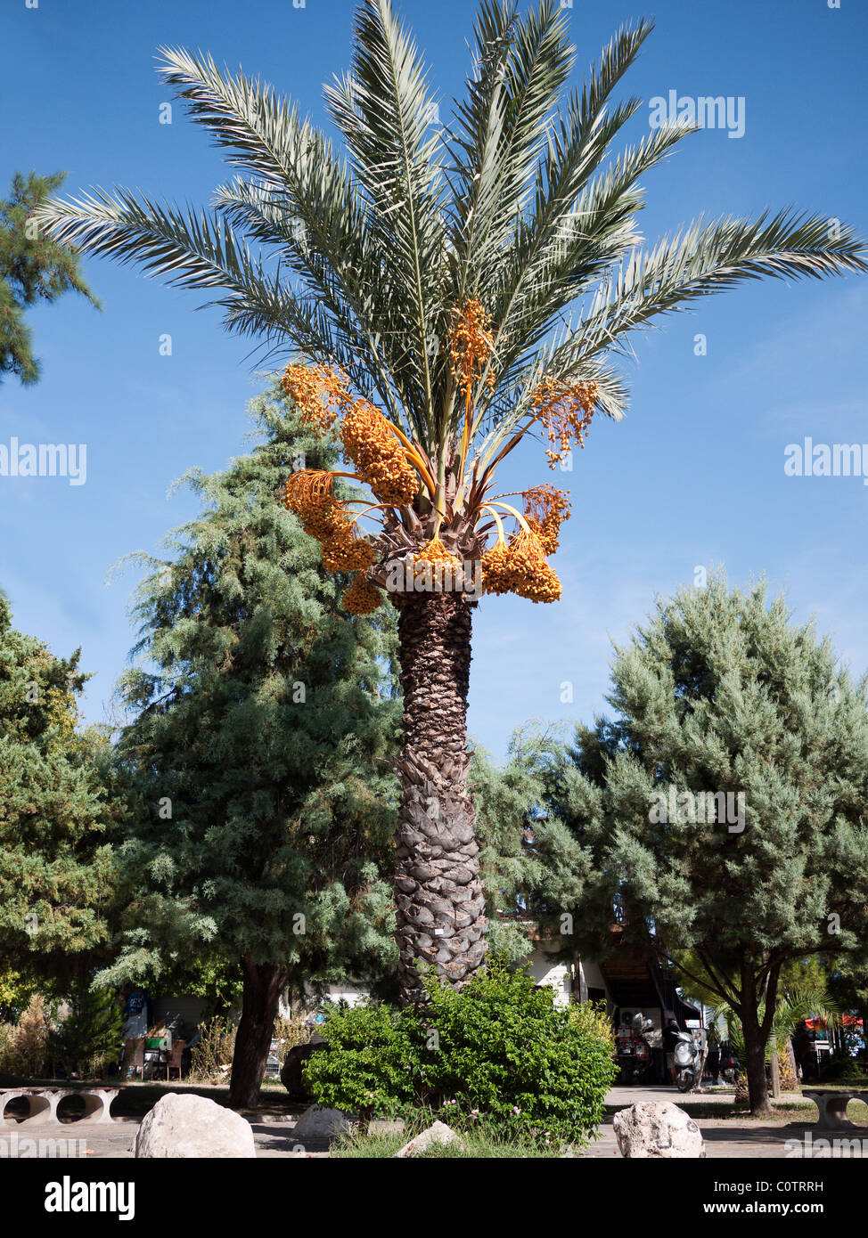 Data la struttura Palm Tree Dactlyfera Phoenix in un parco di Fethiye Turchia Foto Stock