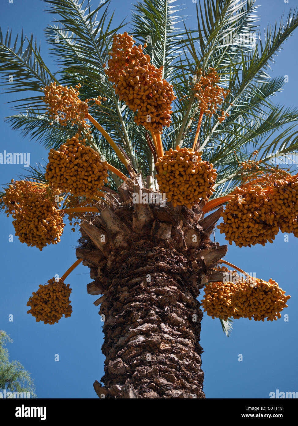 Data la struttura Palm Tree Dactlyfera Phoenix in un parco di Fethiye Turchia Foto Stock