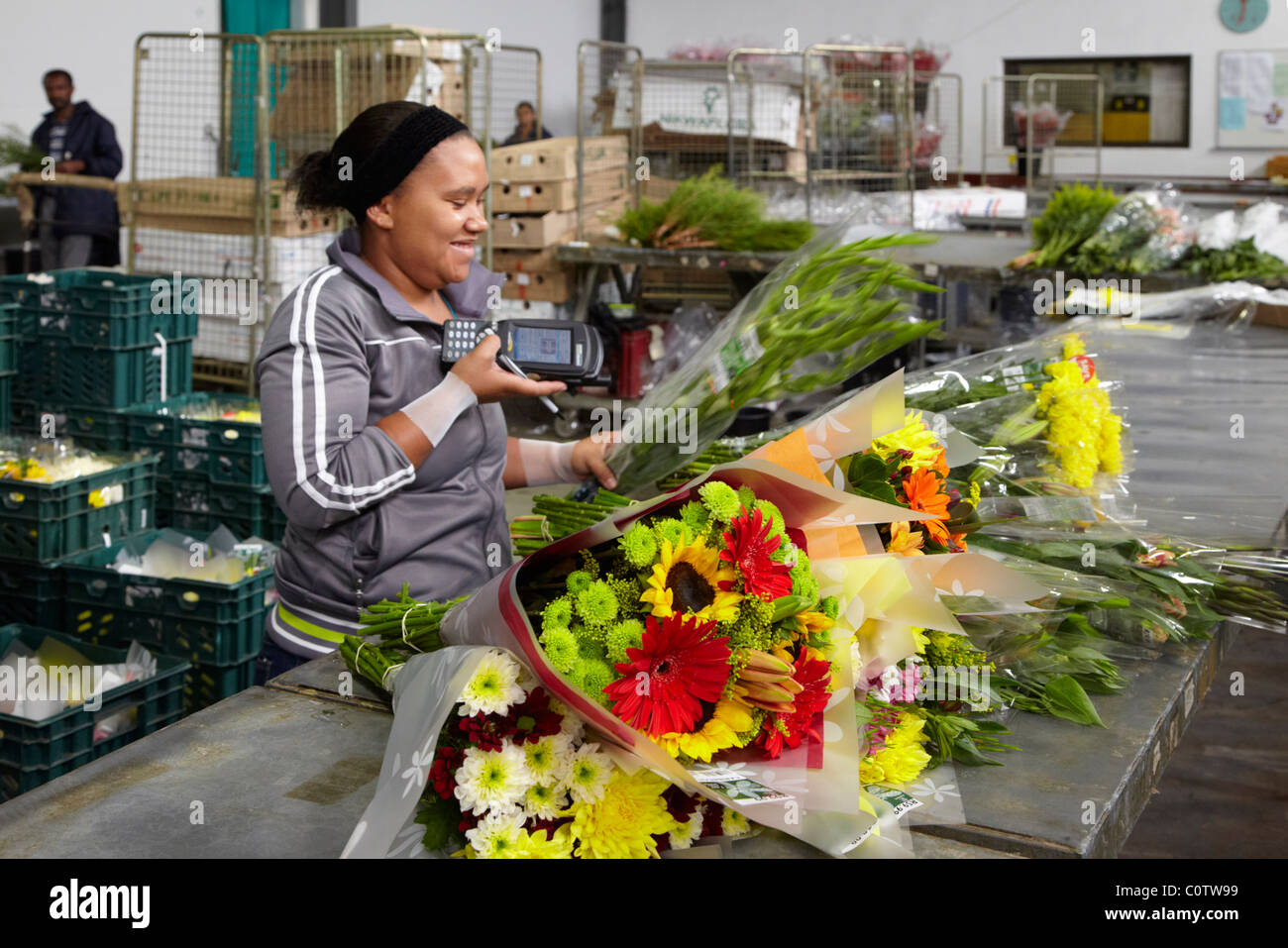 La lettura dei codici a barre sul mazzo di fiori nel reparto di spedizione della Valle di quercia fiori. Elgin, Western Cape, Sud Africa. Foto Stock