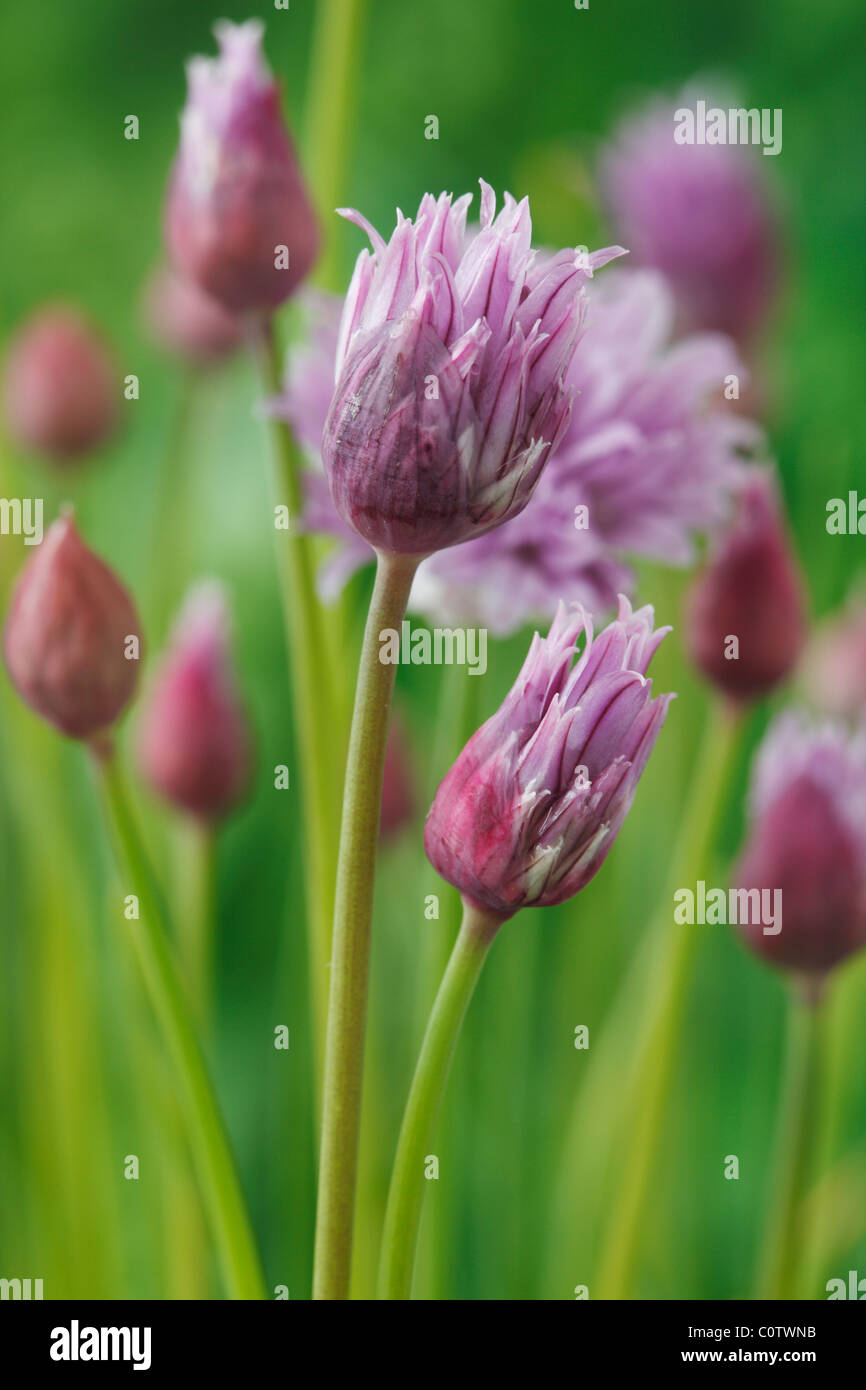 Allium schoenoprasum erba cipollina può Foto Stock