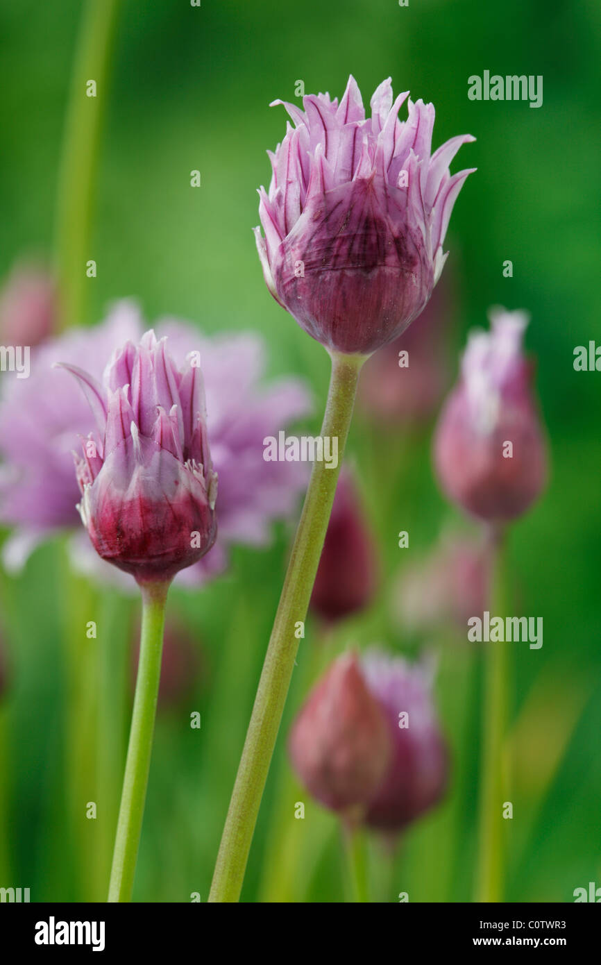 Allium schoenoprasum erba cipollina può Foto Stock