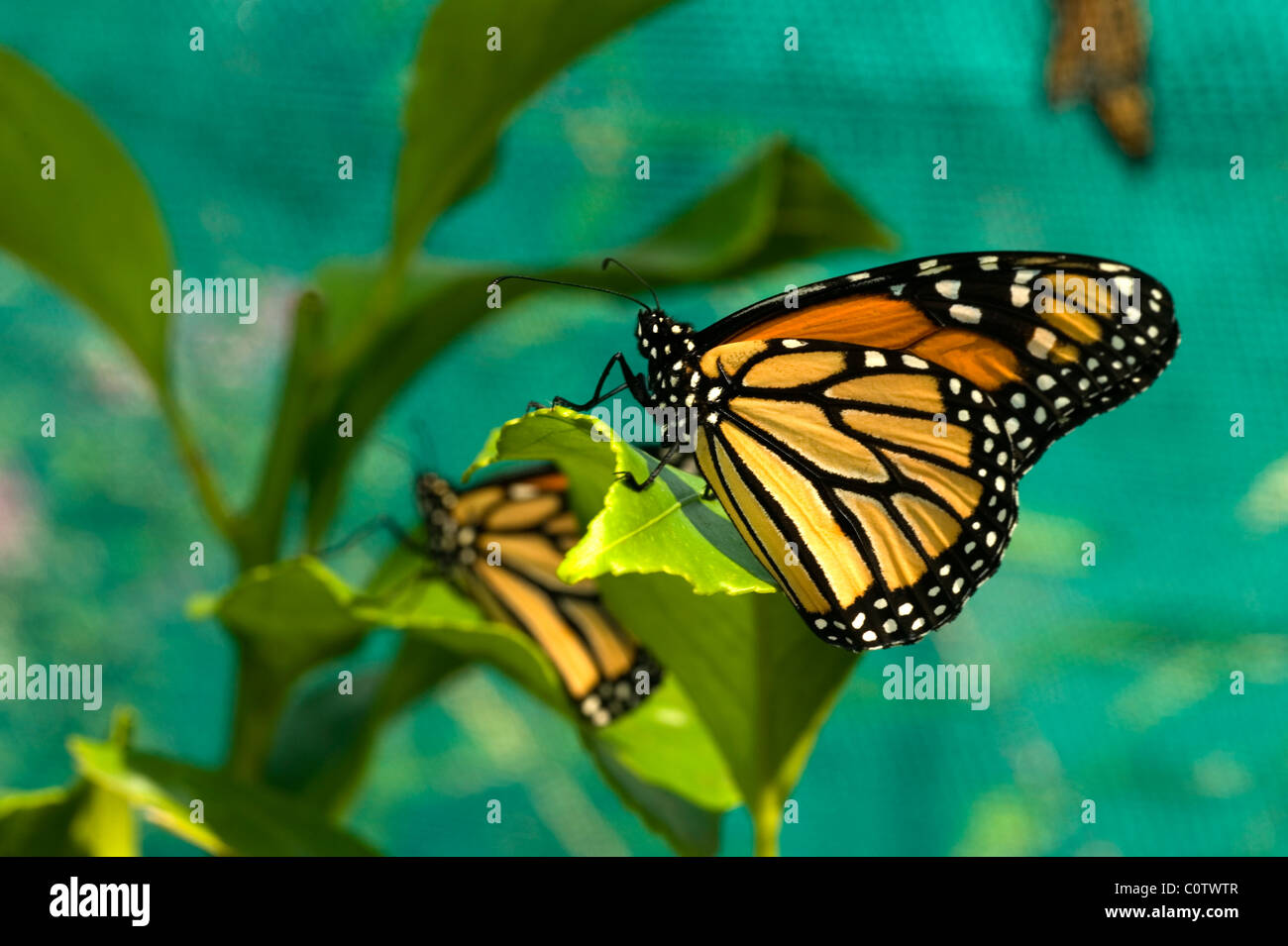 Wanderer o farfalle monarca Danaus plexippus Foto Stock