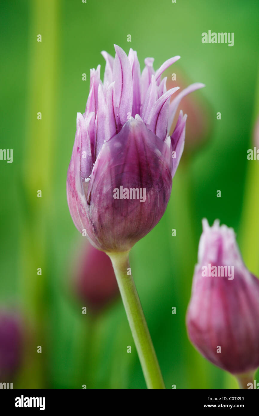 Allium schoenoprasum erba cipollina fiore nascere solo l'apertura. Maggio Foto Stock