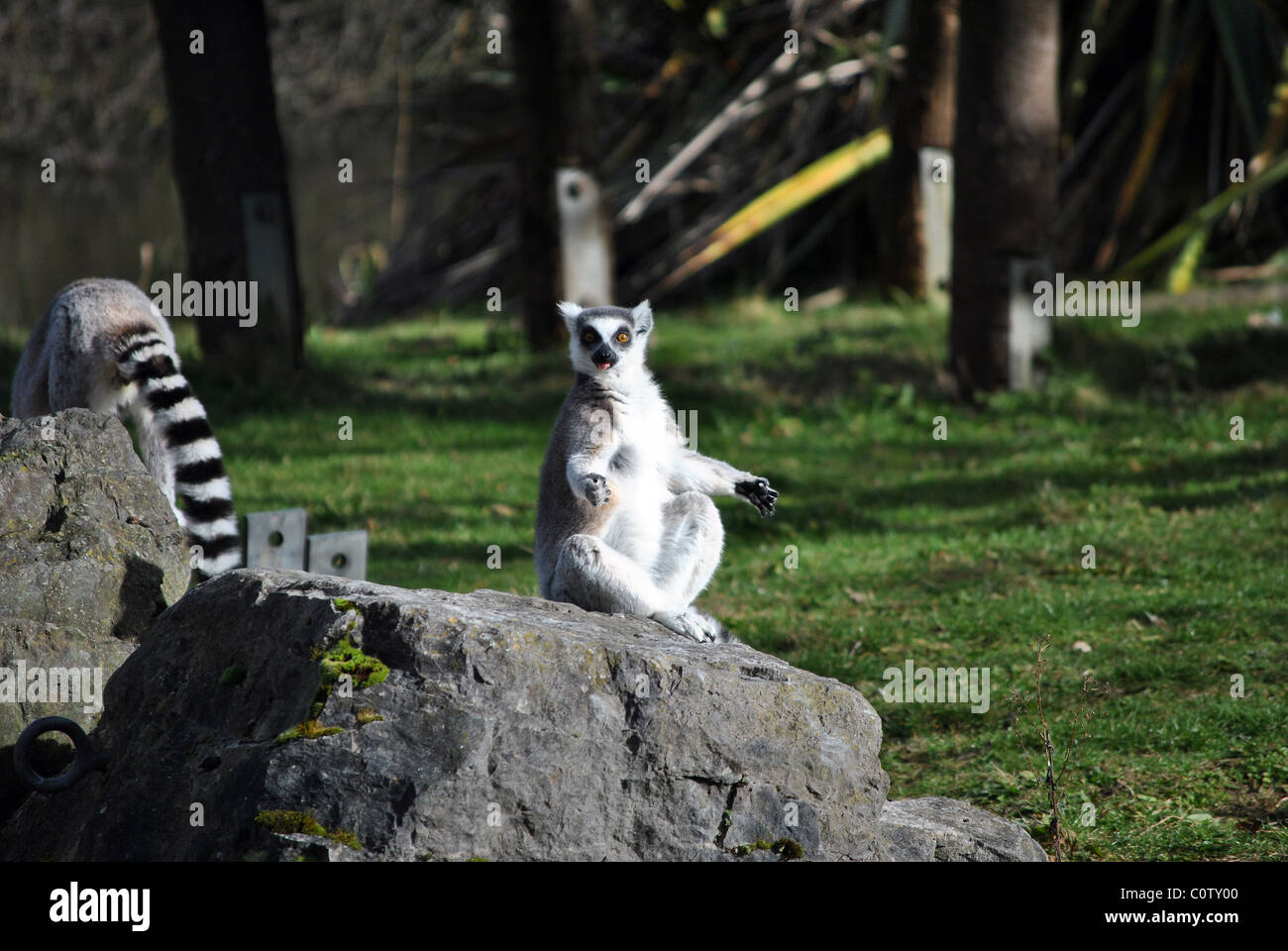 Carino piccolo anello lemure codato presso lo zoo di Dublino Irlanda Foto Stock