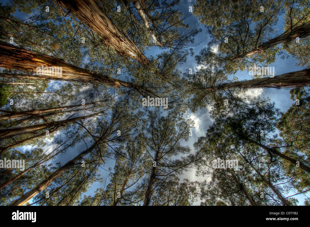 Alberi di eucalipto della Foresta di Sherbrooke, Dandenongs, Victoria Australia Foto Stock