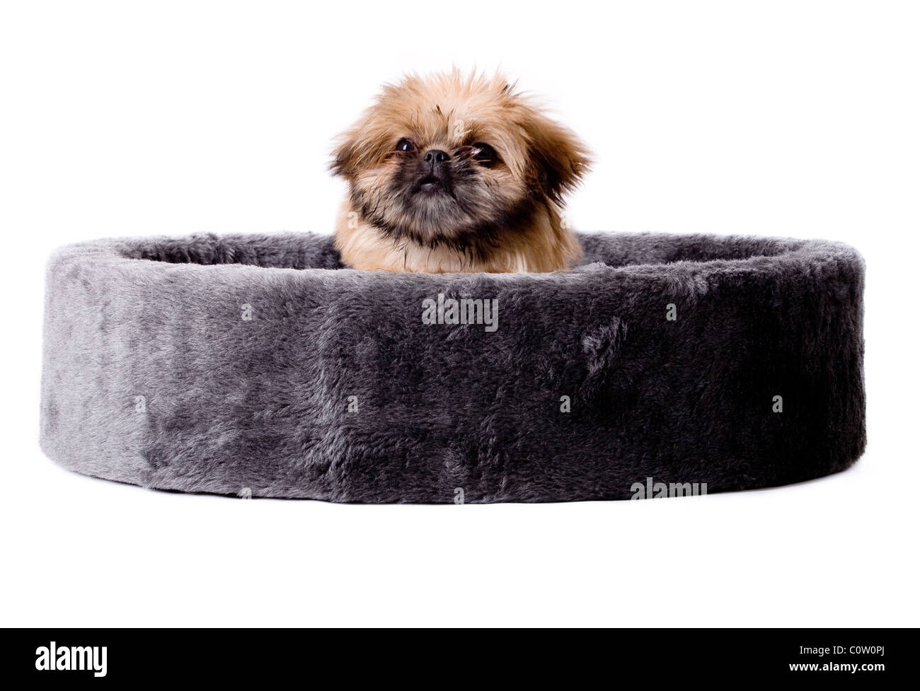 Grazioso piccolo cane pekingese isolato su bianco Foto Stock