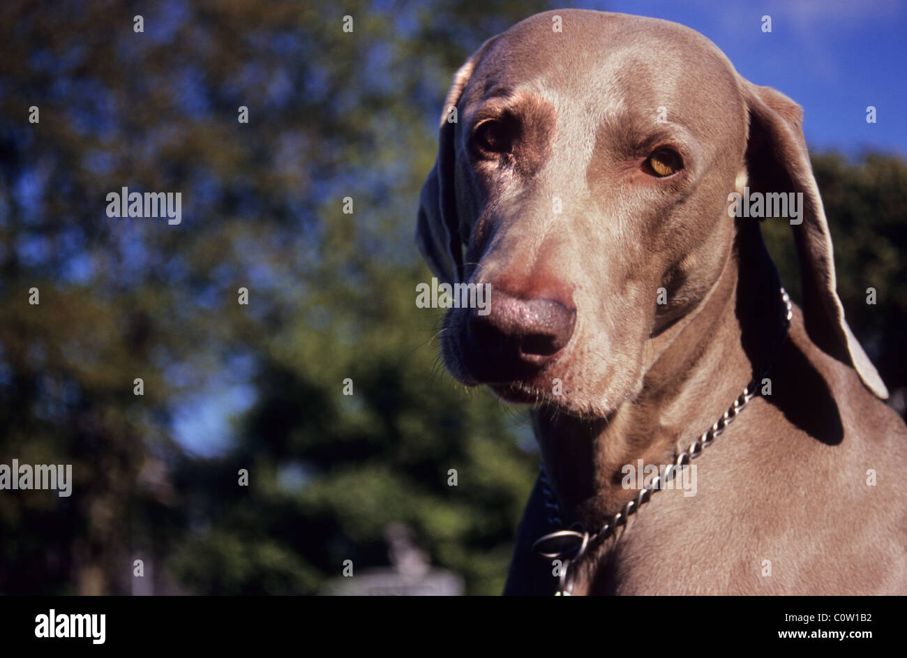 Weimaraner cane. Il gray fantasma e Weimaraner Vorstehhund. Caccia/cane. Foto Stock