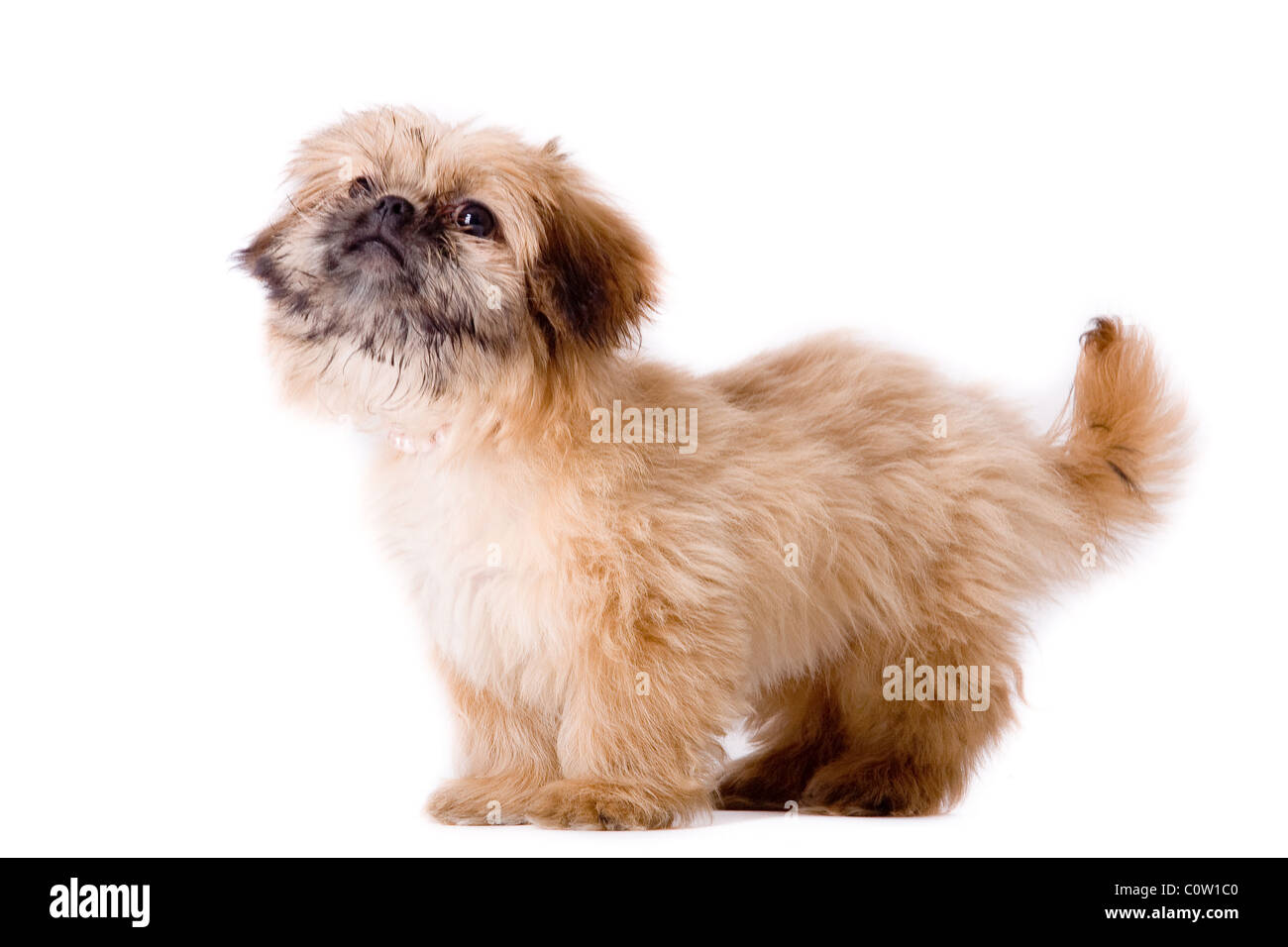 Grazioso piccolo cane pekingese isolato su bianco Foto Stock
