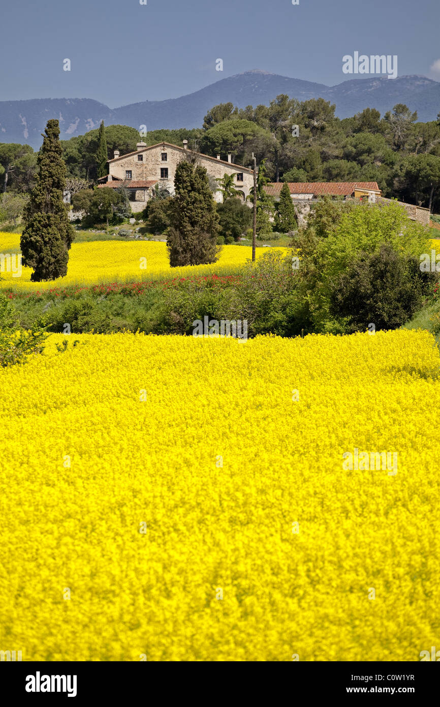 Masia (tipica casa colonica catalana) con springbreak fiori. Foto Stock