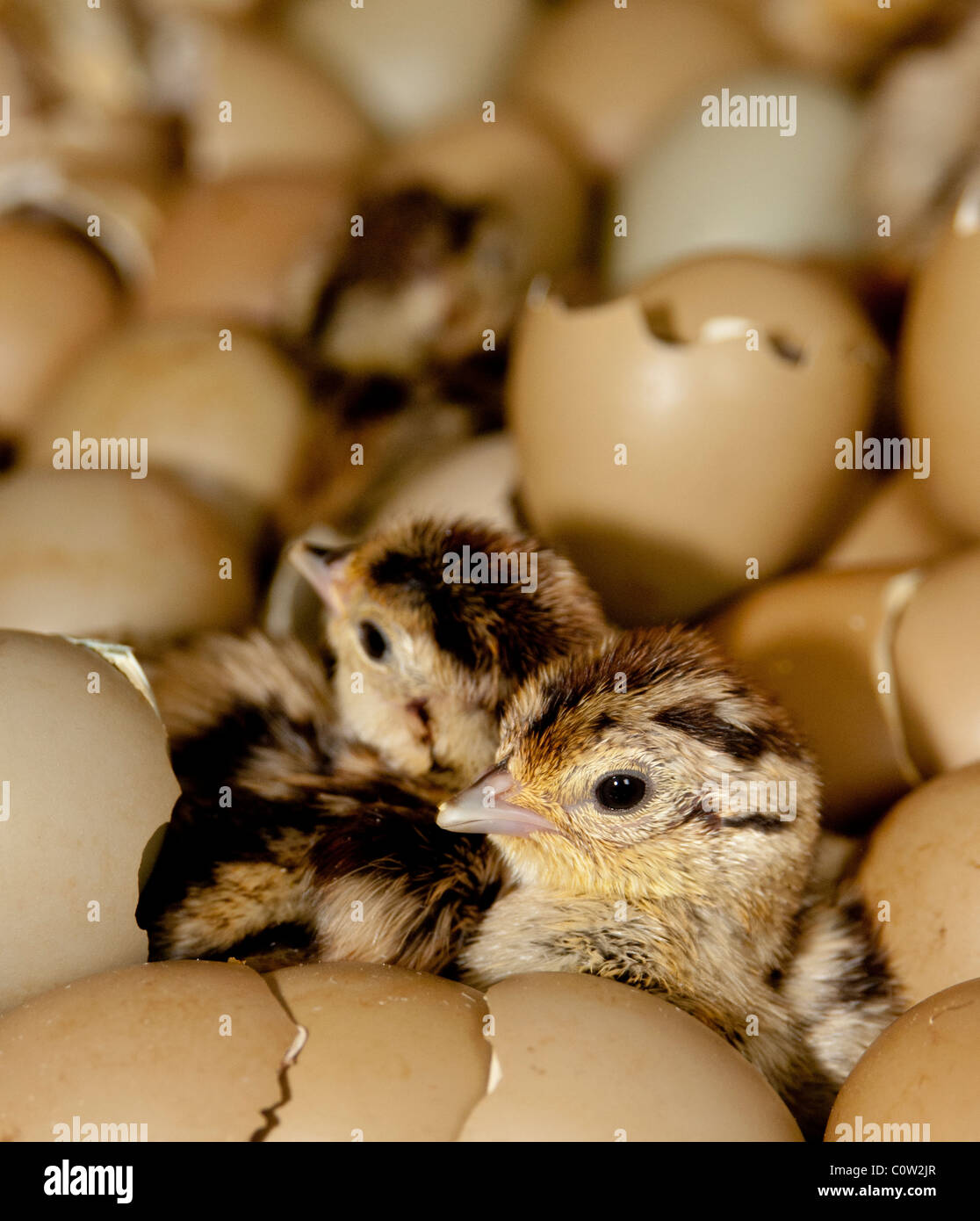 Giorno vecchio fagiani pulcini da cova uova Foto Stock