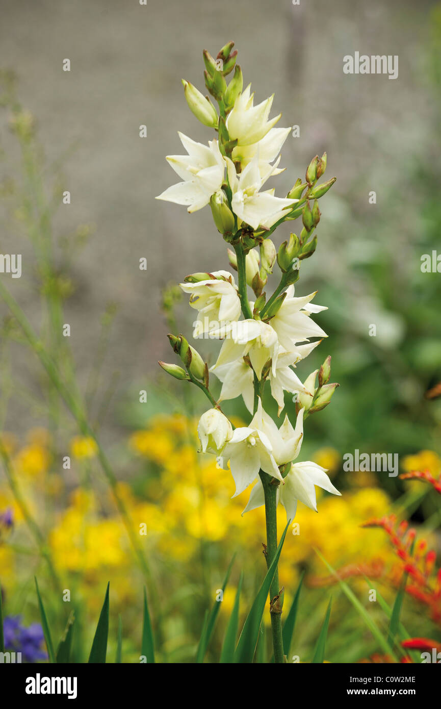 Close-up di Yucca Flaccida impianto di avorio Foto Stock