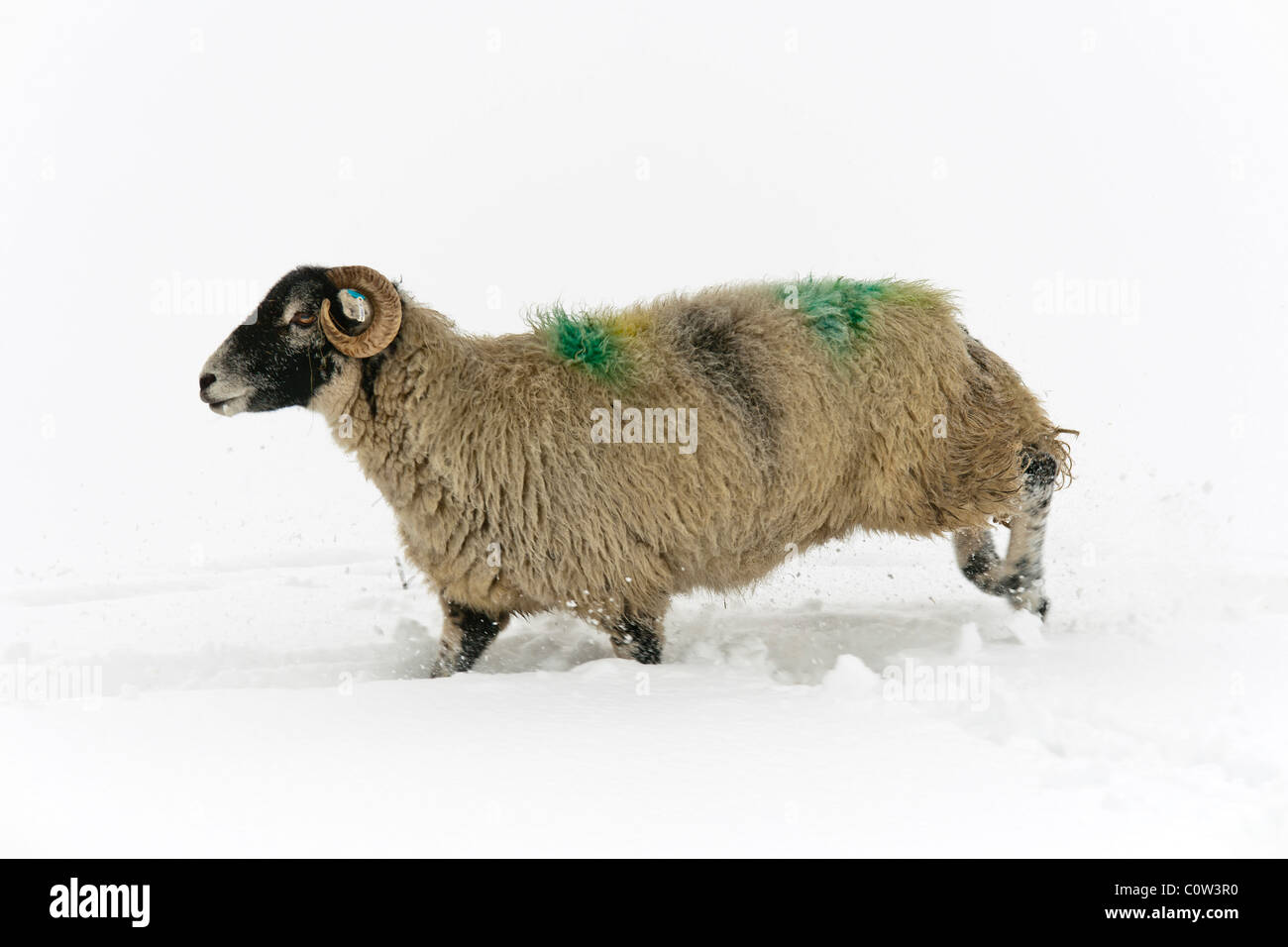 Pecore in snow vicino Grassington North Yorkshire Foto Stock