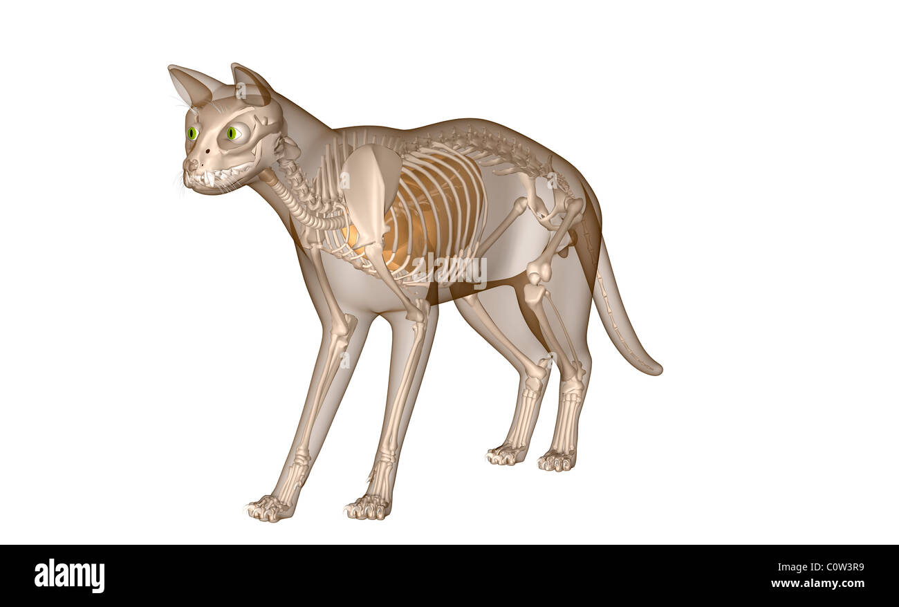 Anatomia del gatto polmoni respiratorie scheletro Foto Stock