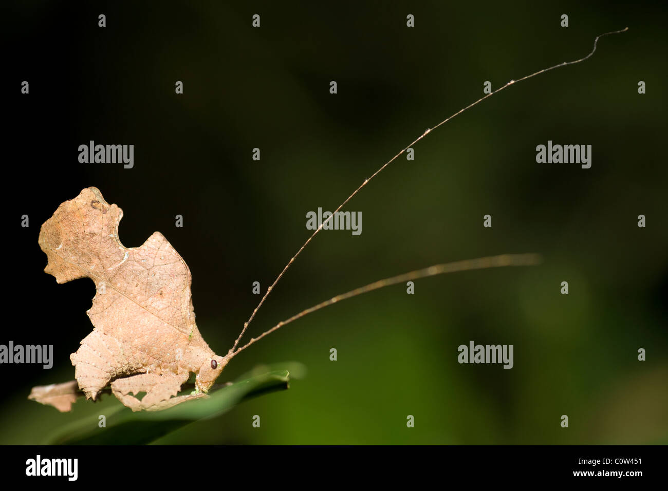 Foglia Katydid Mimic - La Selva Jungle Lodge, regione amazzonica, Ecuador Foto Stock