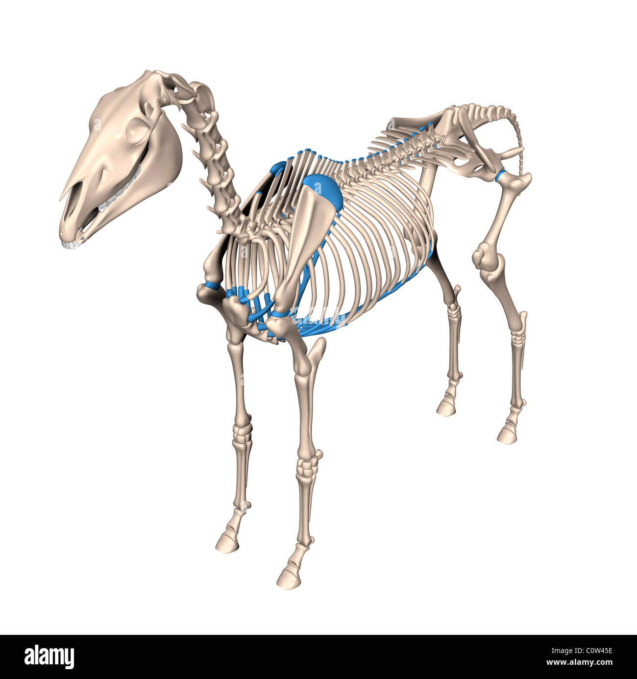 Cavallo scheletro anatomia Foto Stock