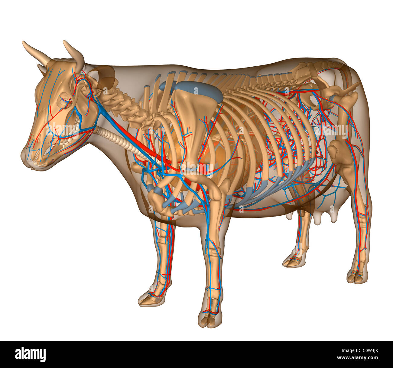 Anatomia della mucca circolarmente apparato respiratorio Foto Stock