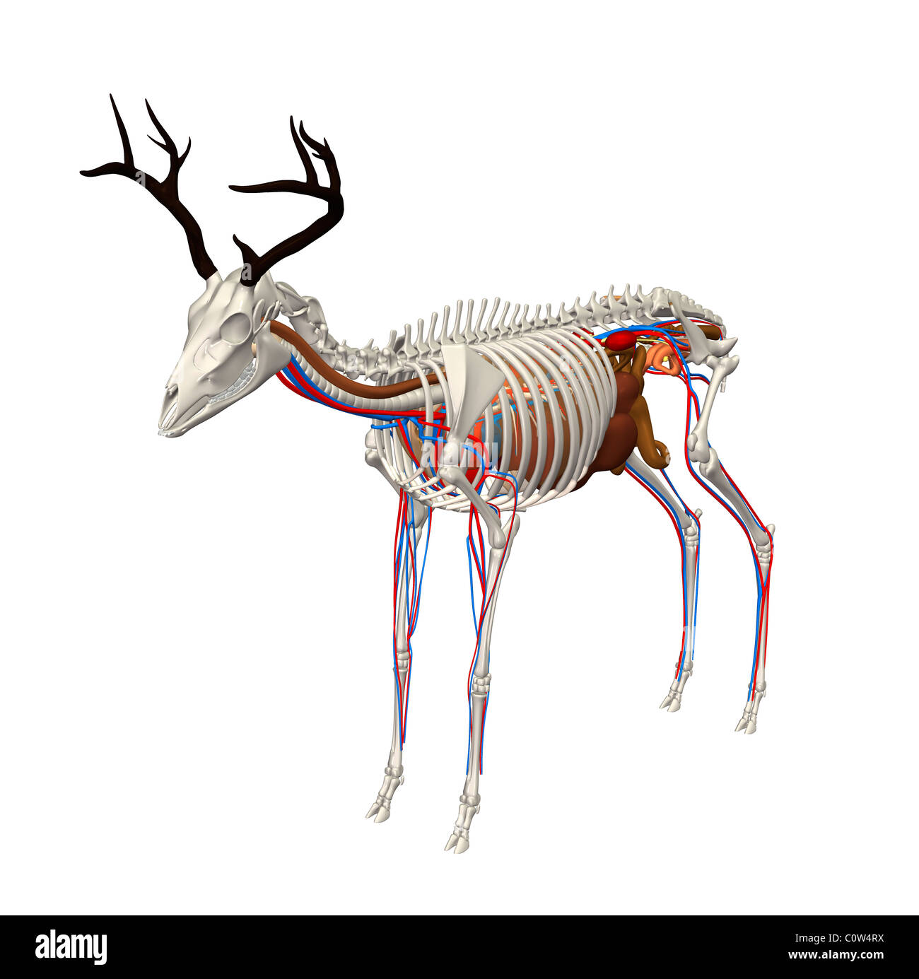 Anatomia di cervo di organi con polmoni trasparente Foto Stock