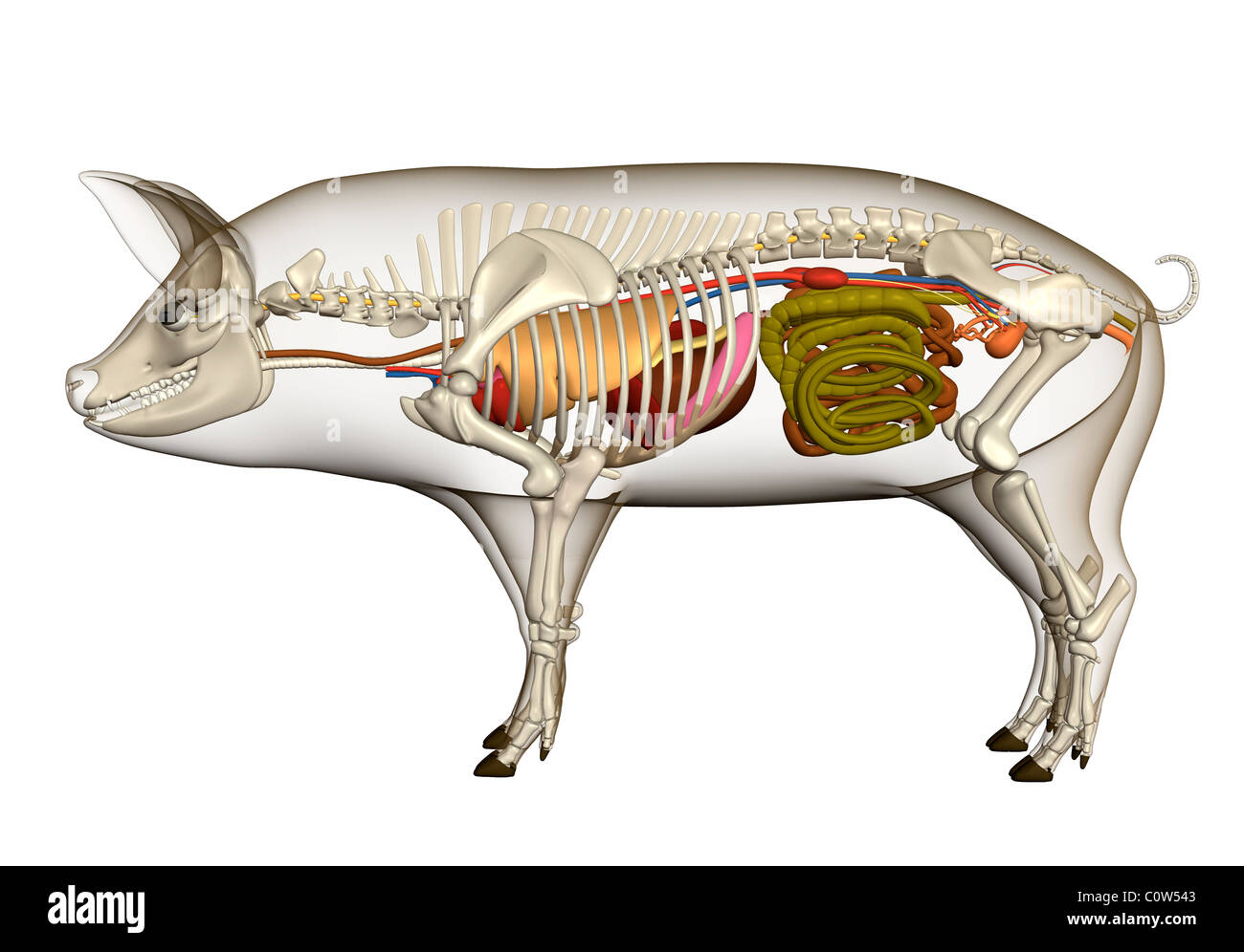 Anatomia di maiale organi polmoni cuore scheletro dello stomaco Foto Stock