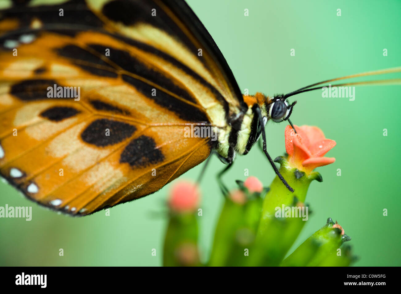 Close-up di Heliconius specie di farfalla (prigioniero) - La Selva Jungle Lodge, regione amazzonica, Ecuador Foto Stock