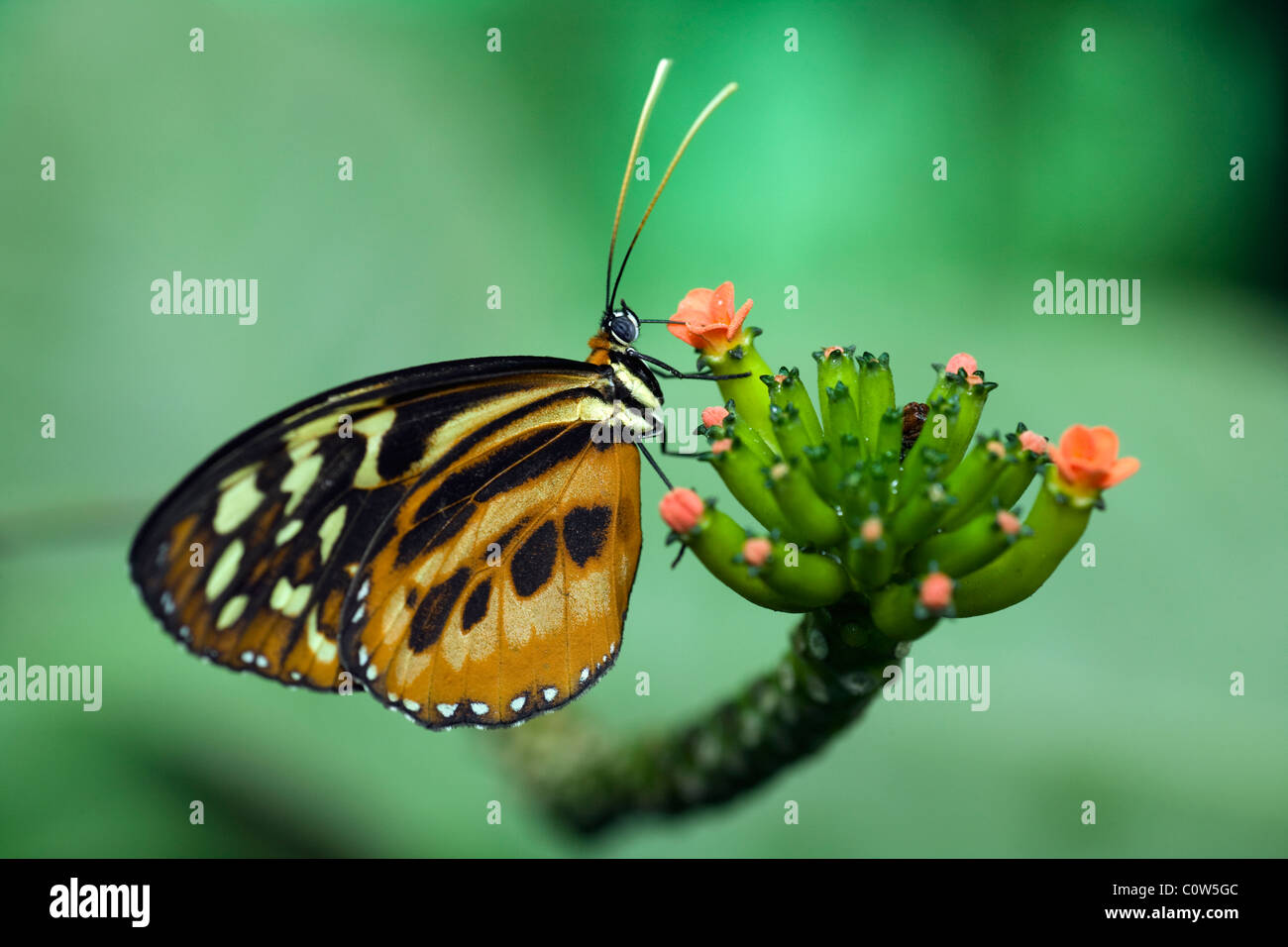 Close-up di Heliconius specie di farfalla (prigioniero) - La Selva Jungle Lodge, regione amazzonica, Ecuador Foto Stock