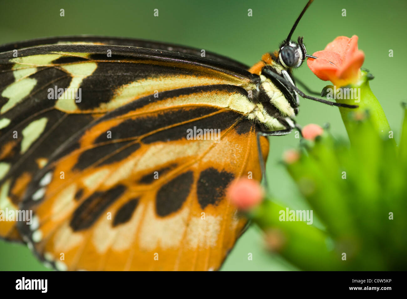 Close-up di Heliconius specie di farfalla (prigioniero) - La Selva Jungle Lodge, regione amazzonica, Ecuador Foto Stock