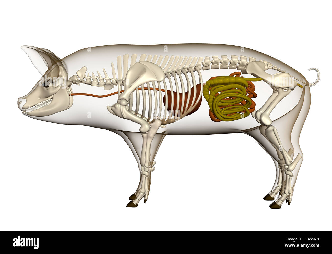 Anatomia di maiale stomaco digestione dello scheletro del corpo trasparente Foto Stock