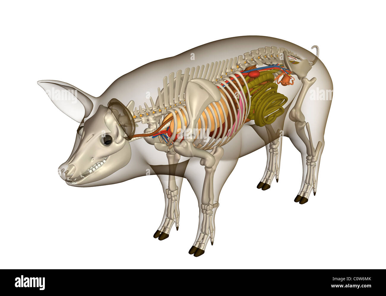 Anatomia di maiale di organi con corpo trasparente Foto Stock