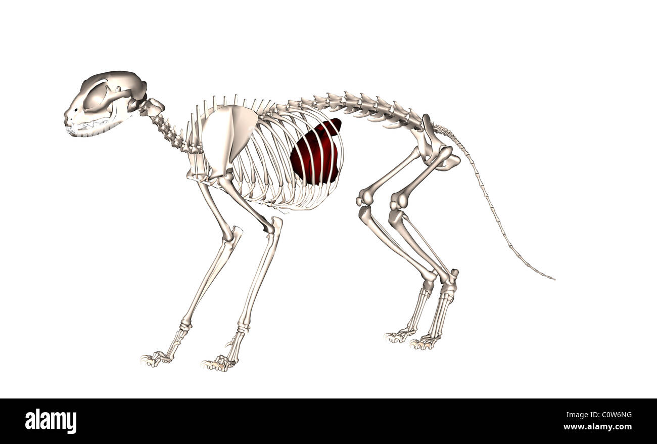 Anatomia del fegato di gatto Foto Stock
