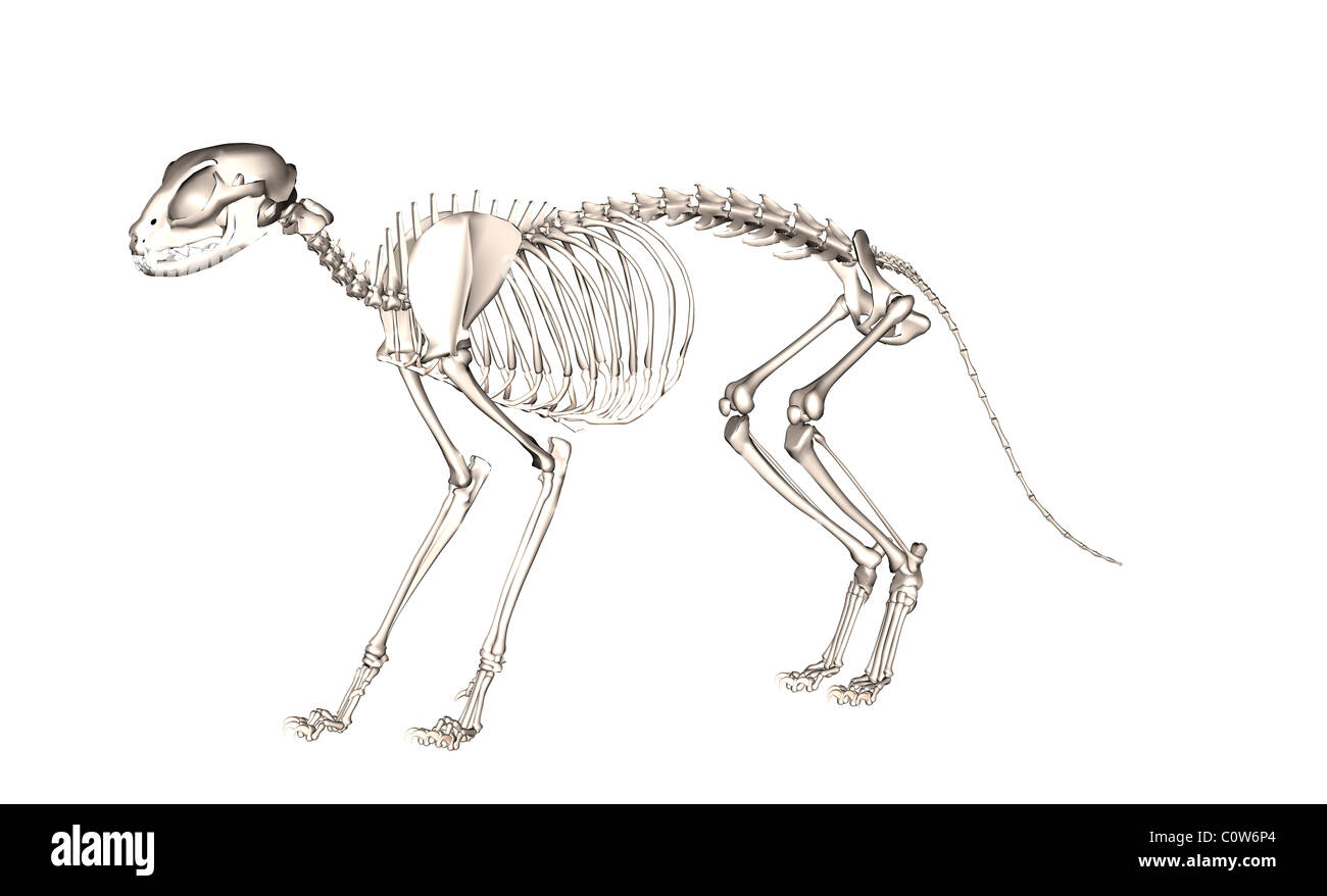 Anatomia dello scheletro di gatto Foto Stock