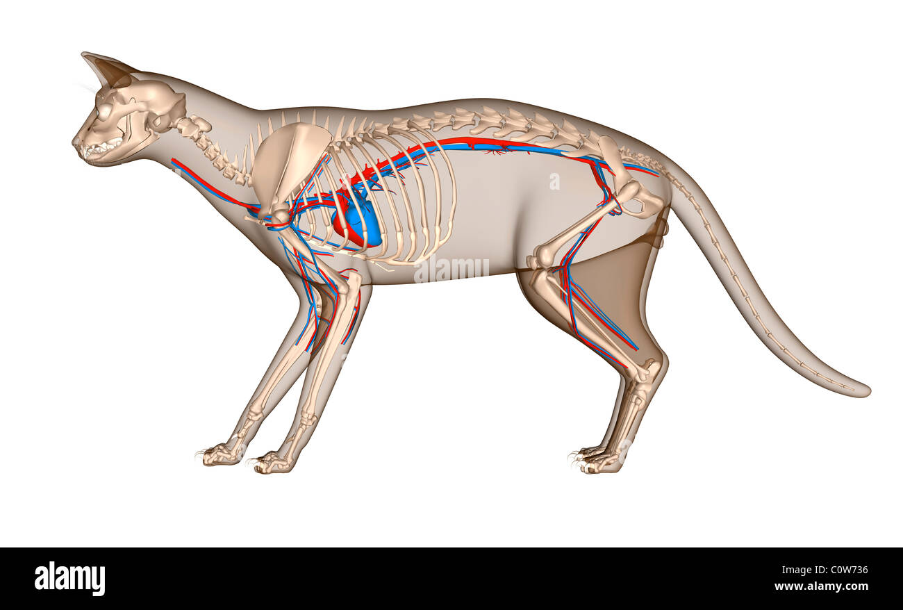 Anatomia del gatto cuore lo scheletro di circolazione Foto Stock