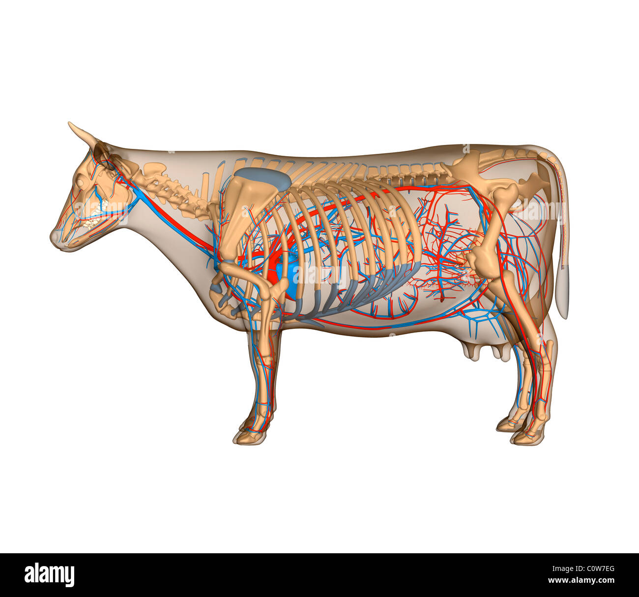 Anatomia della mucca circulary circolazione cardiaca Foto Stock