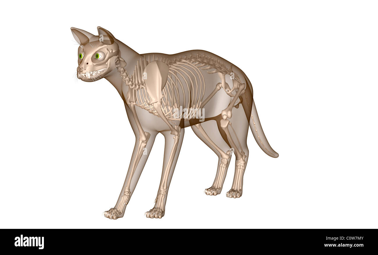 Anatomia del gatto scheletro ossa dello scheletro Foto Stock