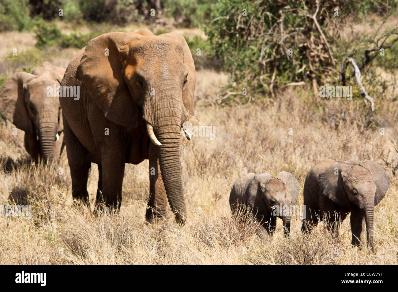 Gli elefanti elefante e Pack/Famiglia Samburu riserva nazionale, Kenya, Africa Foto Stock
