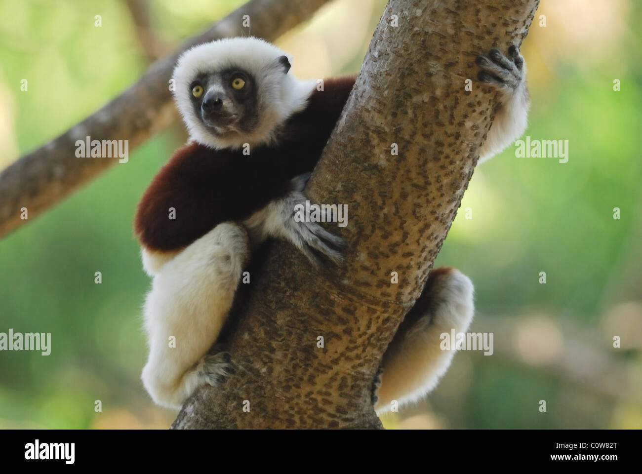 Coquerel il sifaka (Propithecus coquereli) in secco del bosco di latifoglie di Ankarafantsika Parco nazionale del Madagascar Foto Stock