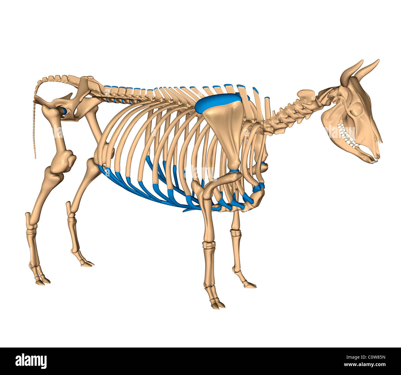 Anatomia dello scheletro di vacca Foto Stock