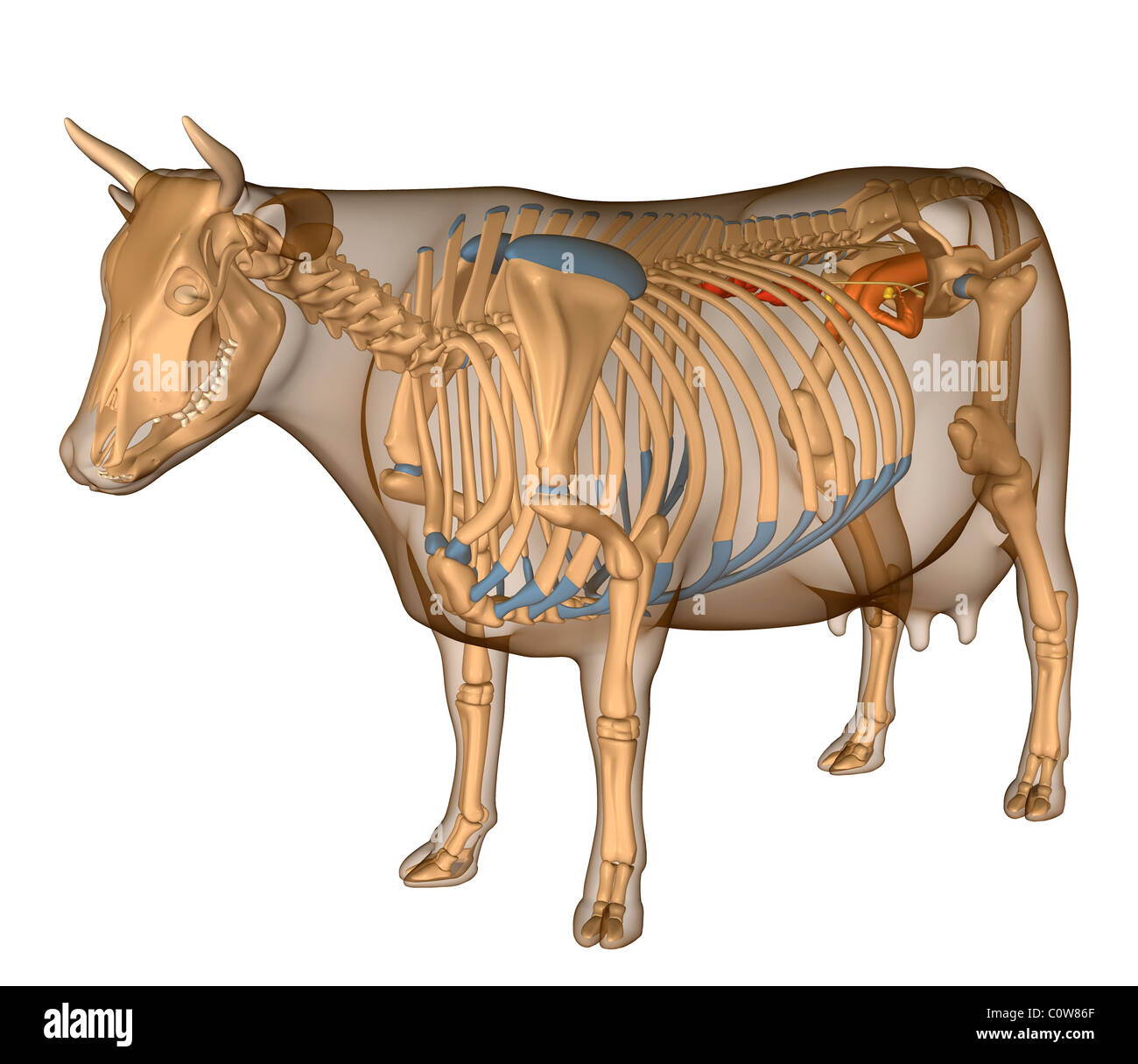 Anatomia della riproduzione di vacca Foto Stock