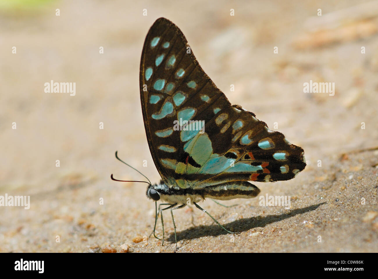 Comune di Jay butterfly (Graphium doson) alimentazione di sali minerali in un torrente asciutto letto nell ovest della Thailandia. Foto Stock