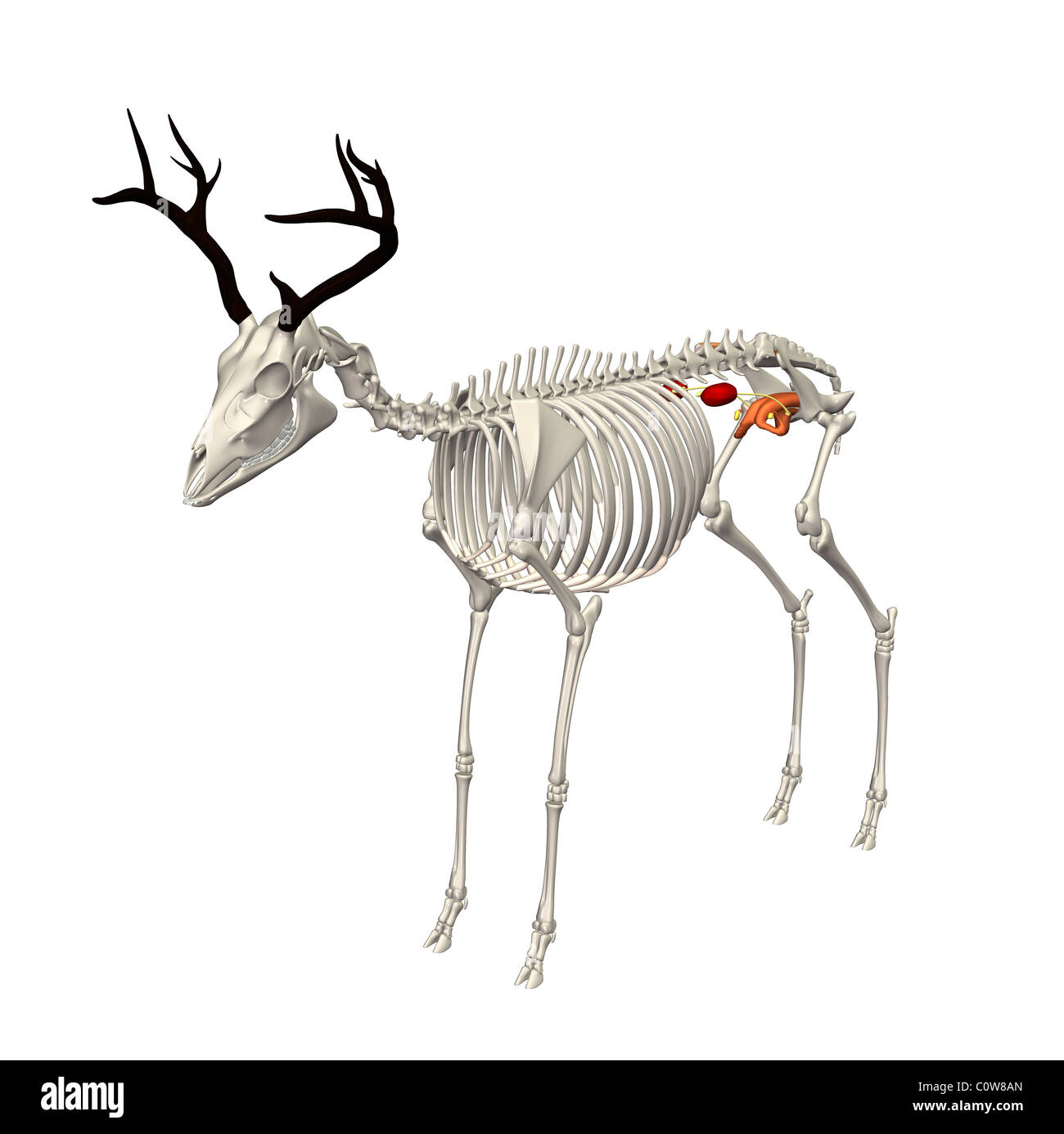 Deer anatomia scheletro urinaria corpo trasparente Foto Stock